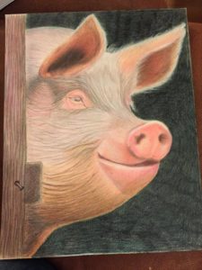 Swine colored pencil drawing by Julia Strittmatter